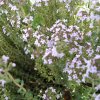 Thymus vulgaris